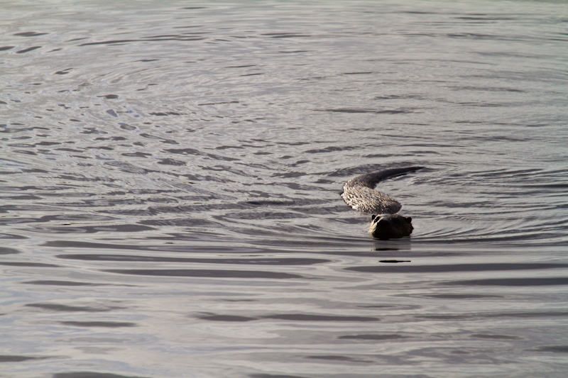 River Otter